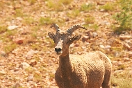 BigHorn_canyon_sheep.jpg