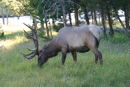 Yellowstone_Dads_Elk.jpg